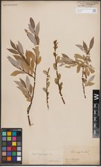 Foto von Salix daphnoides Vill.